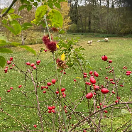 Alte Wassermuehle * Heimbach
