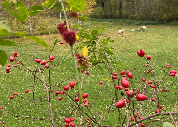 Alte Wassermuehle * Heimbach